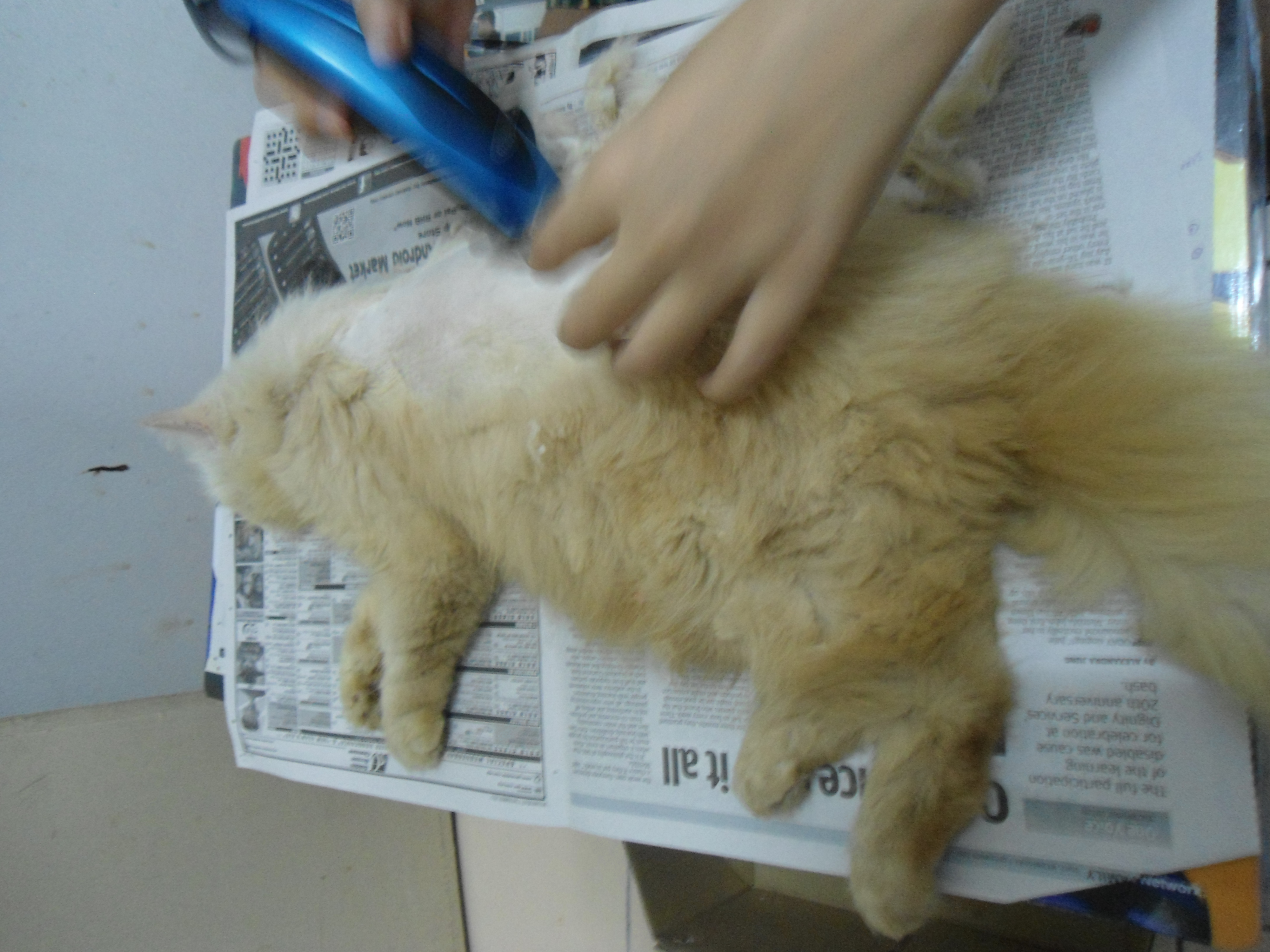 Cukur bulu kucing  Chikies Housecall Cat Care Services